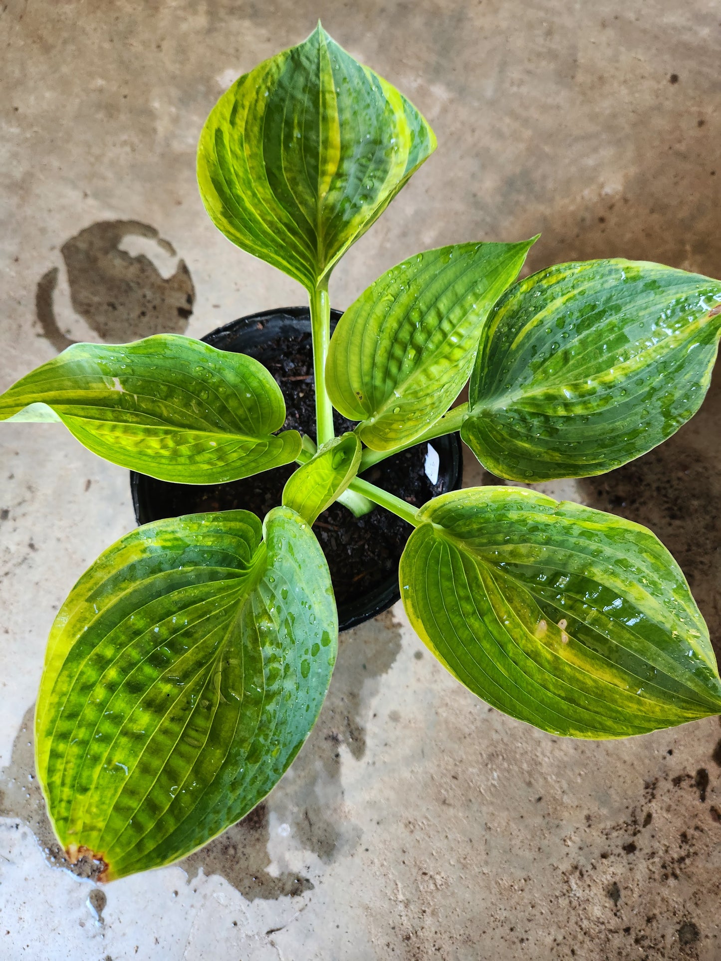 Sdlg #8741 Giantland Northern Escape x OP Hosta – Streaked Hybrid with Cupping & Corrugation