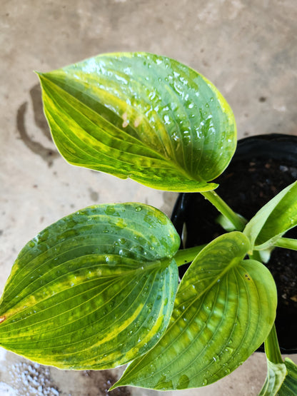 Sdlg #8741 Giantland Northern Escape x OP Hosta – Streaked Hybrid with Cupping & Corrugation