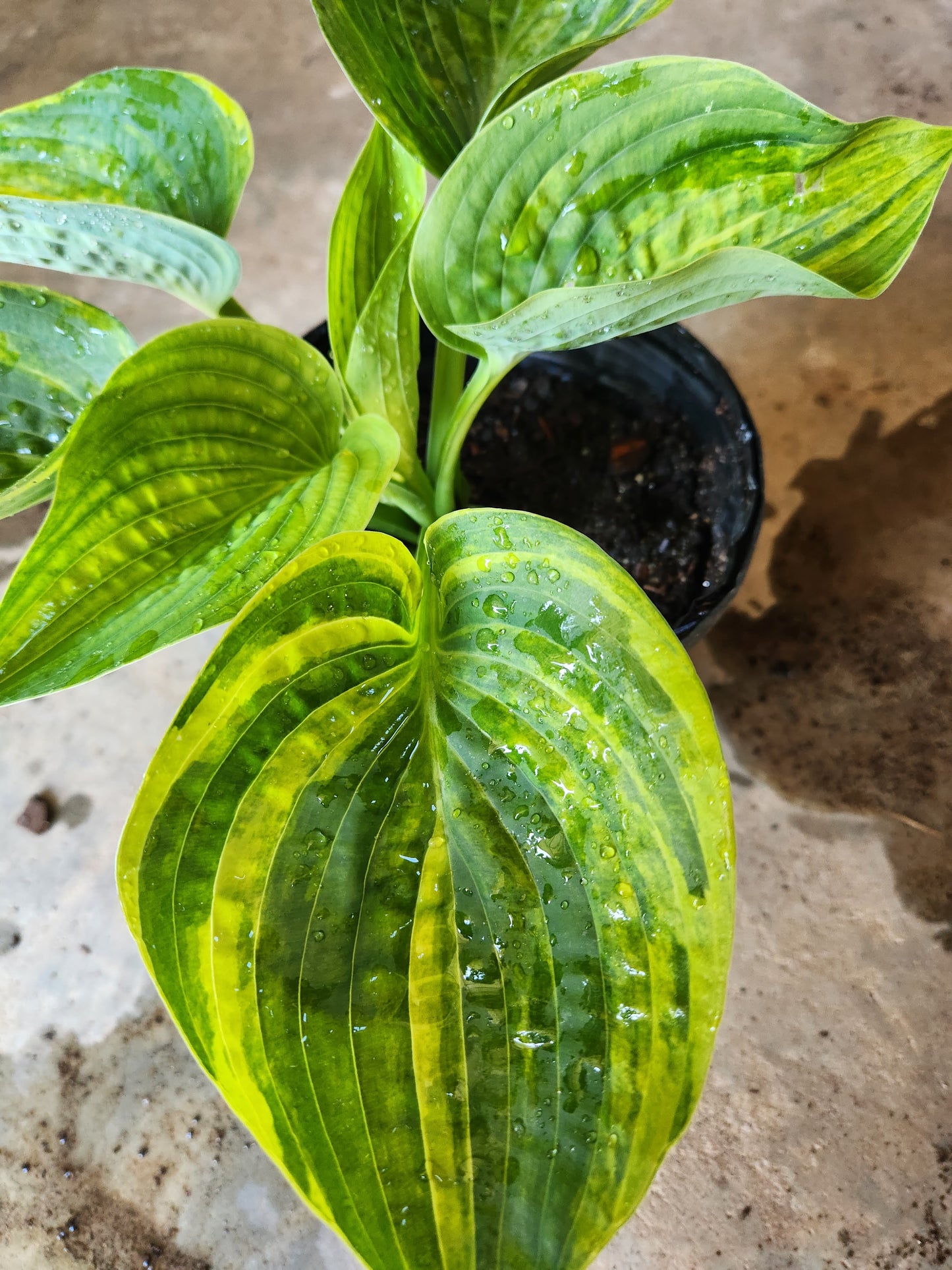 Sdlg #8741 Giantland Northern Escape x OP Hosta – Streaked Hybrid with Cupping & Corrugation