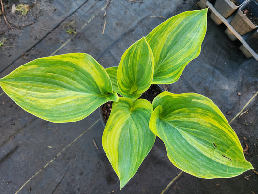 Hosta ‘LS Treasure Chest x OP’ Seedling #3571 – Streaked Gold Center, Green Margin, Rare Breeder Potential