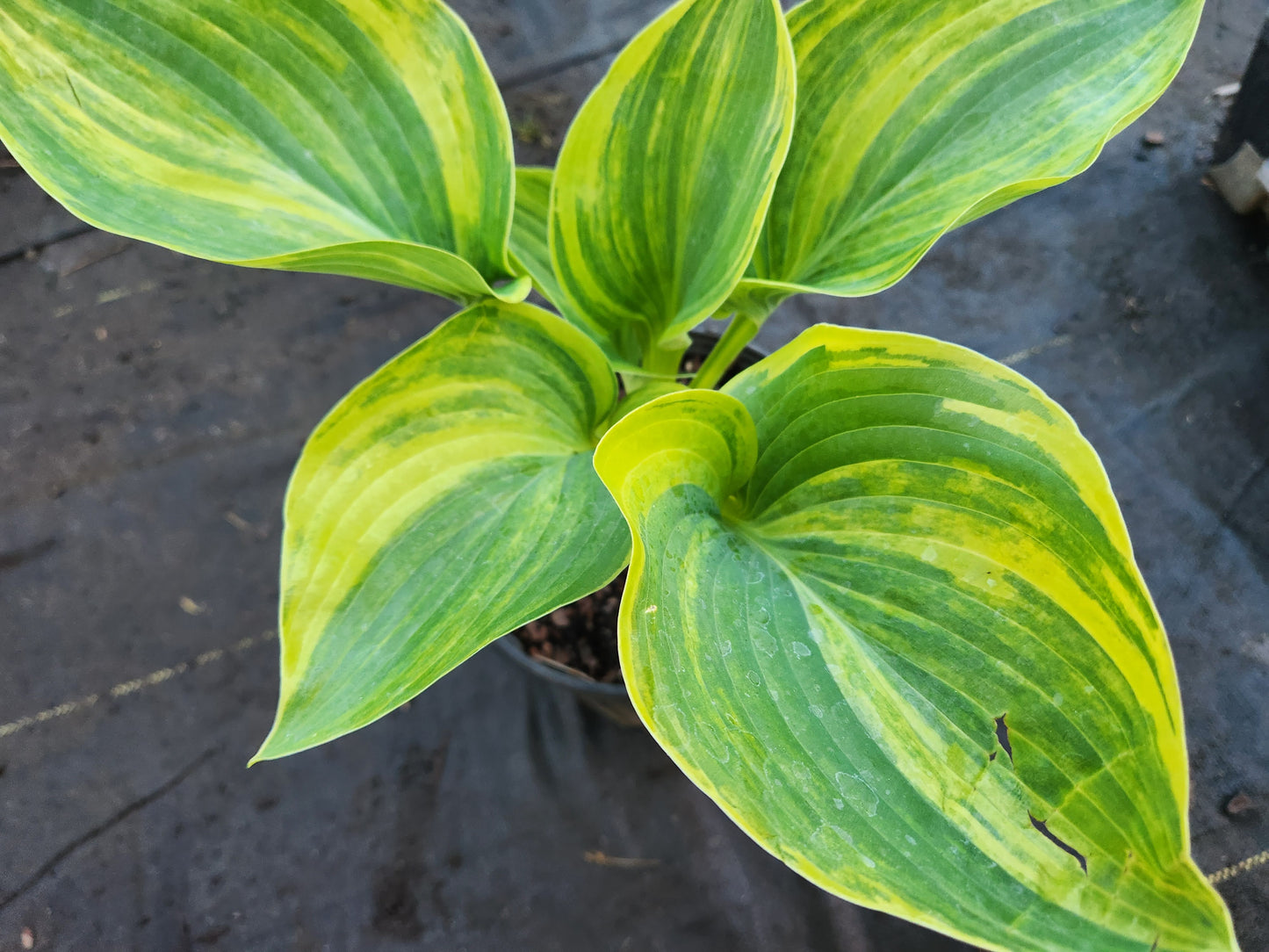 Hosta ‘LS Treasure Chest x OP’ Seedling #3571 – Streaked Gold Center, Green Margin, Rare Breeder Potential