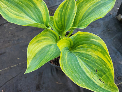 Hosta ‘LS Treasure Chest x OP’ Seedling #3571 – Streaked Gold Center, Green Margin, Rare Breeder Potential