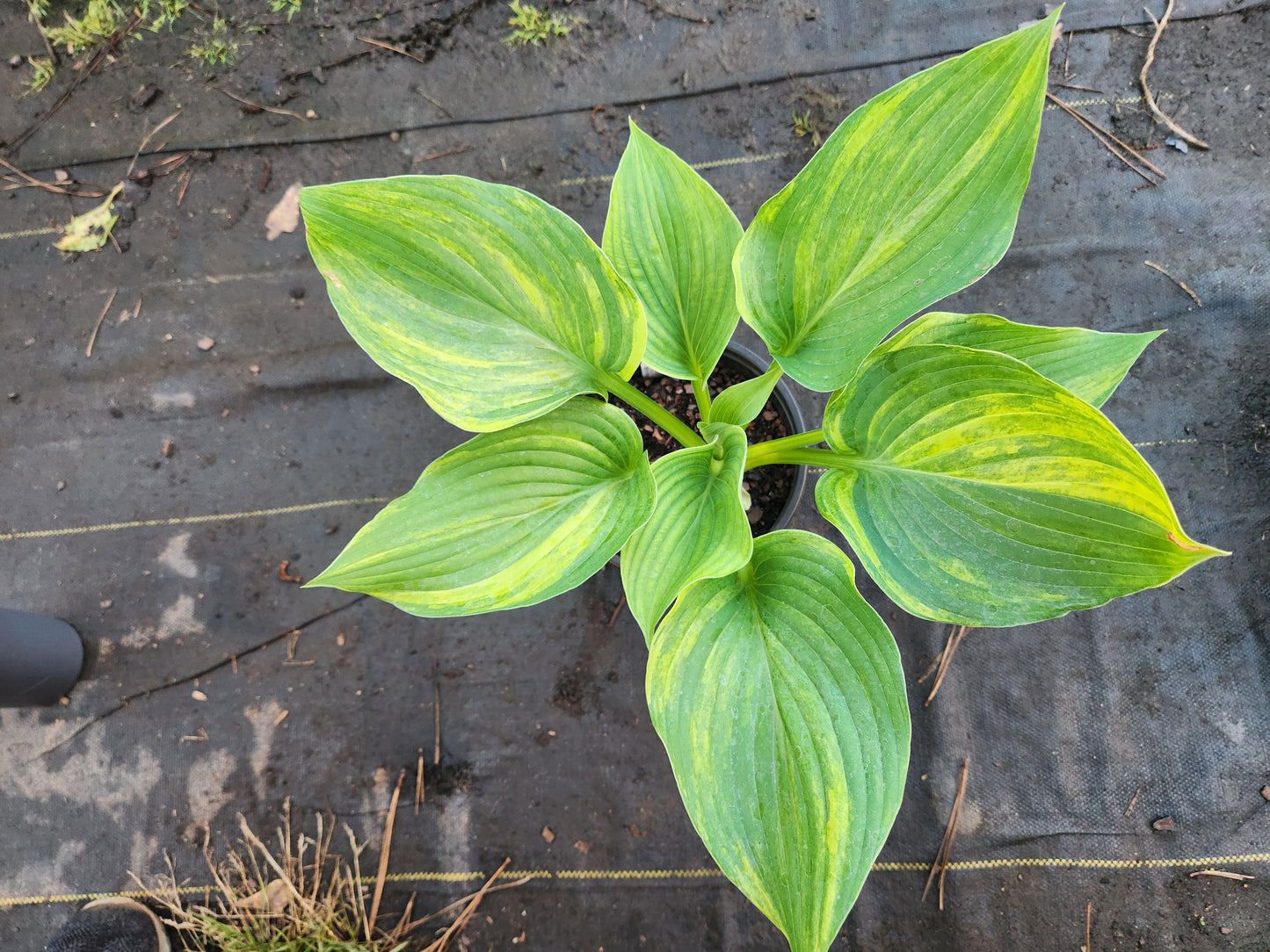 Sdlg #879 Chinese Dragon Supreme x OP Hosta – Rare Streaked Seedling
