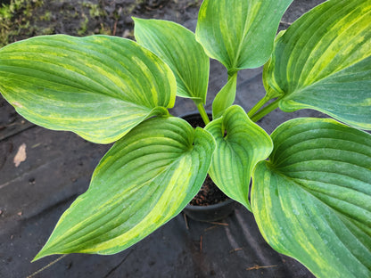 Sdlg #879 Chinese Dragon Supreme x OP Hosta – Rare Streaked Seedling