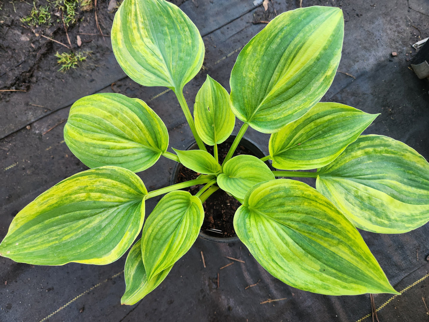 Sdlg #619 Megatron x Super Ego Hosta – Rare Hybrid Seedling