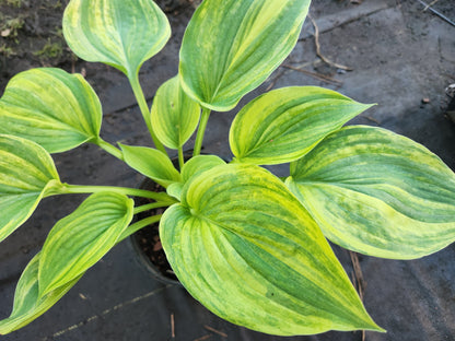 Sdlg #619 Megatron x Super Ego Hosta – Rare Hybrid Seedling