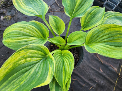Sdlg #619 Megatron x Super Ego Hosta – Rare Hybrid Seedling