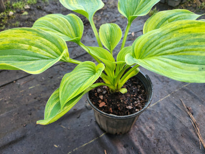 Sdlg #619 Megatron x Super Ego Hosta – Rare Hybrid Seedling