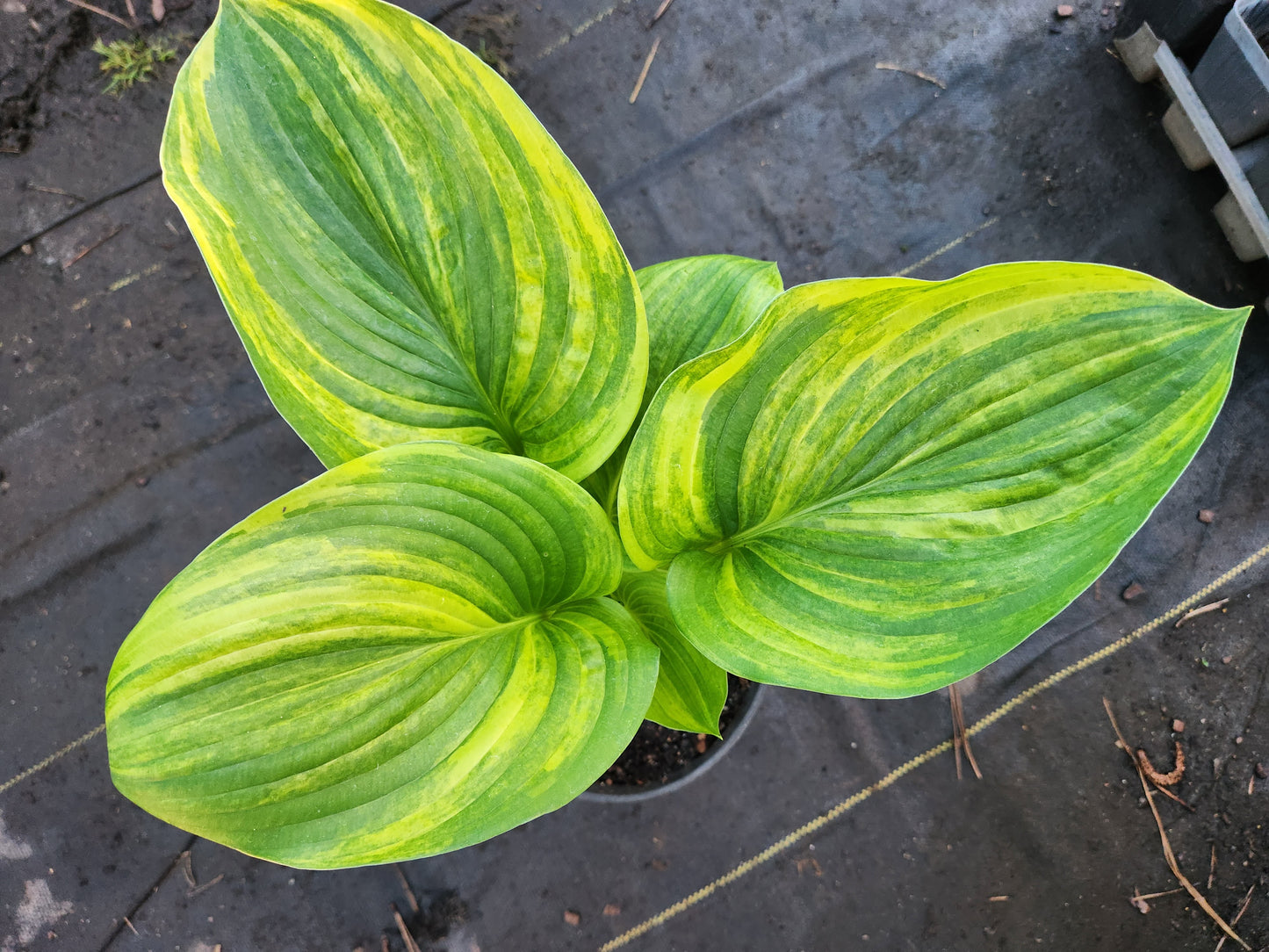 Sdlg #5811 Megatron x Super Ego Hosta – Lime Streaked Hybrid
