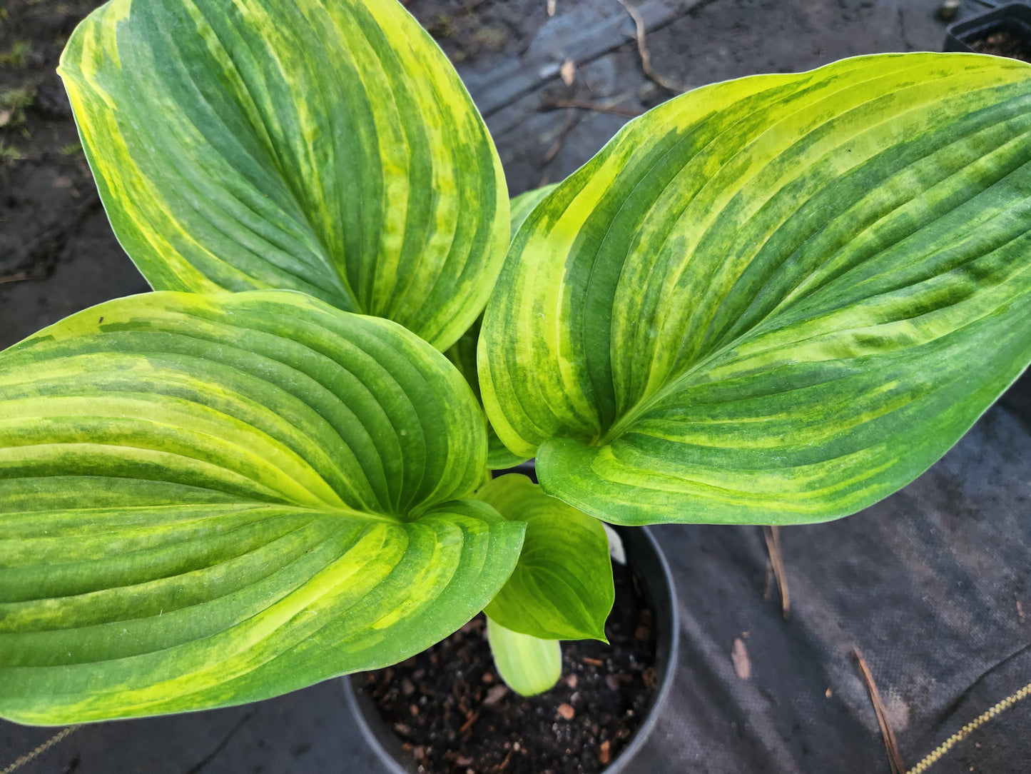 Sdlg #5811 Megatron x Super Ego Hosta – Lime Streaked Hybrid