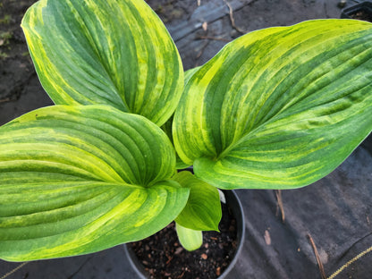 Sdlg #5811 Megatron x Super Ego Hosta – Lime Streaked Hybrid