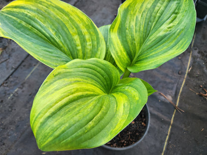 Sdlg #5811 Megatron x Super Ego Hosta – Lime Streaked Hybrid