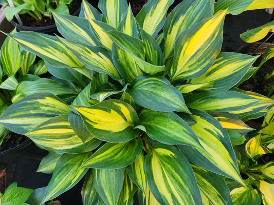 Hosta Winnebago Green Waters OS