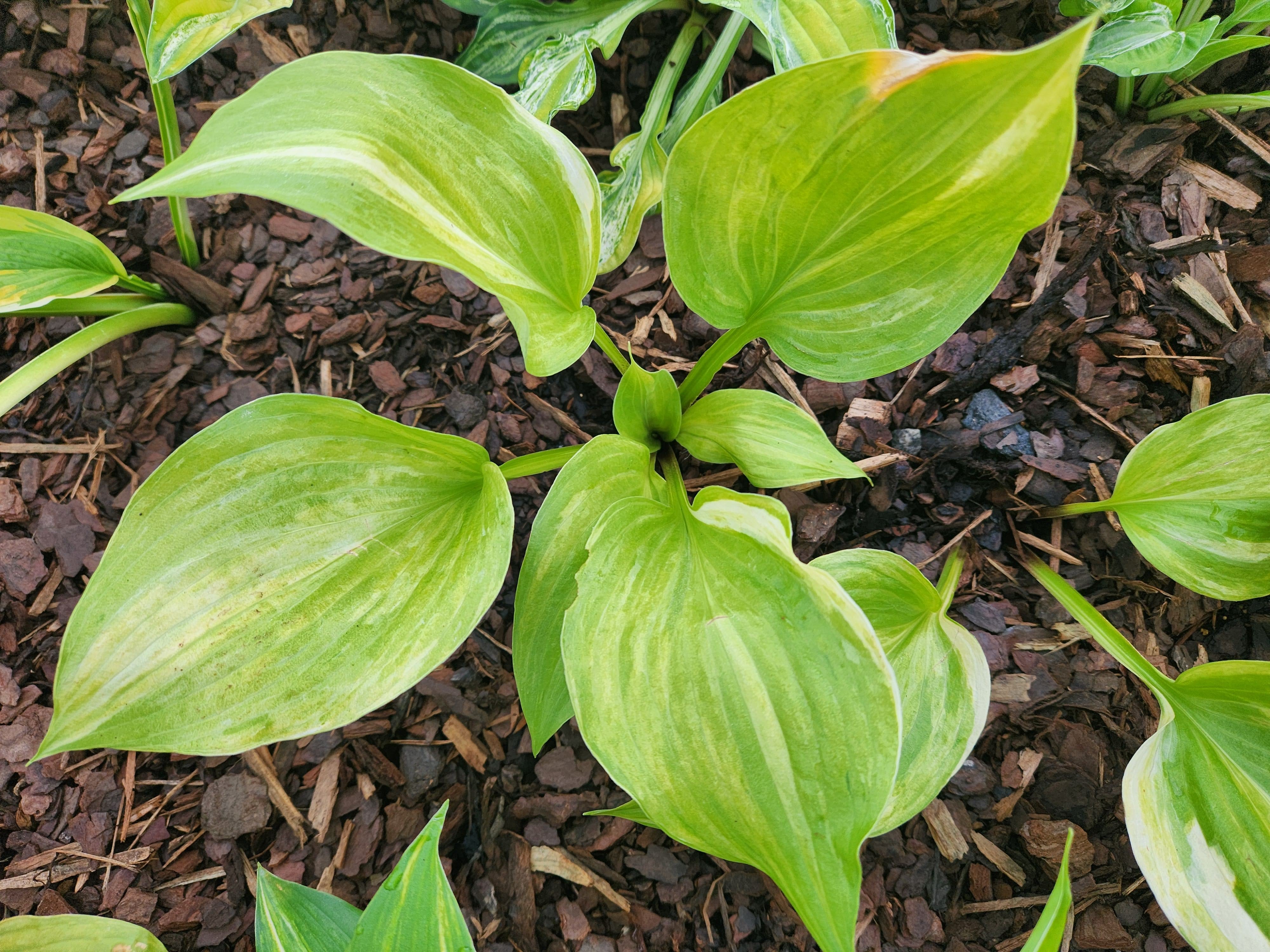 Streakin' in Wisconsin OS RH5 Hosta | Rare Tetraploid Collector Hosta ...