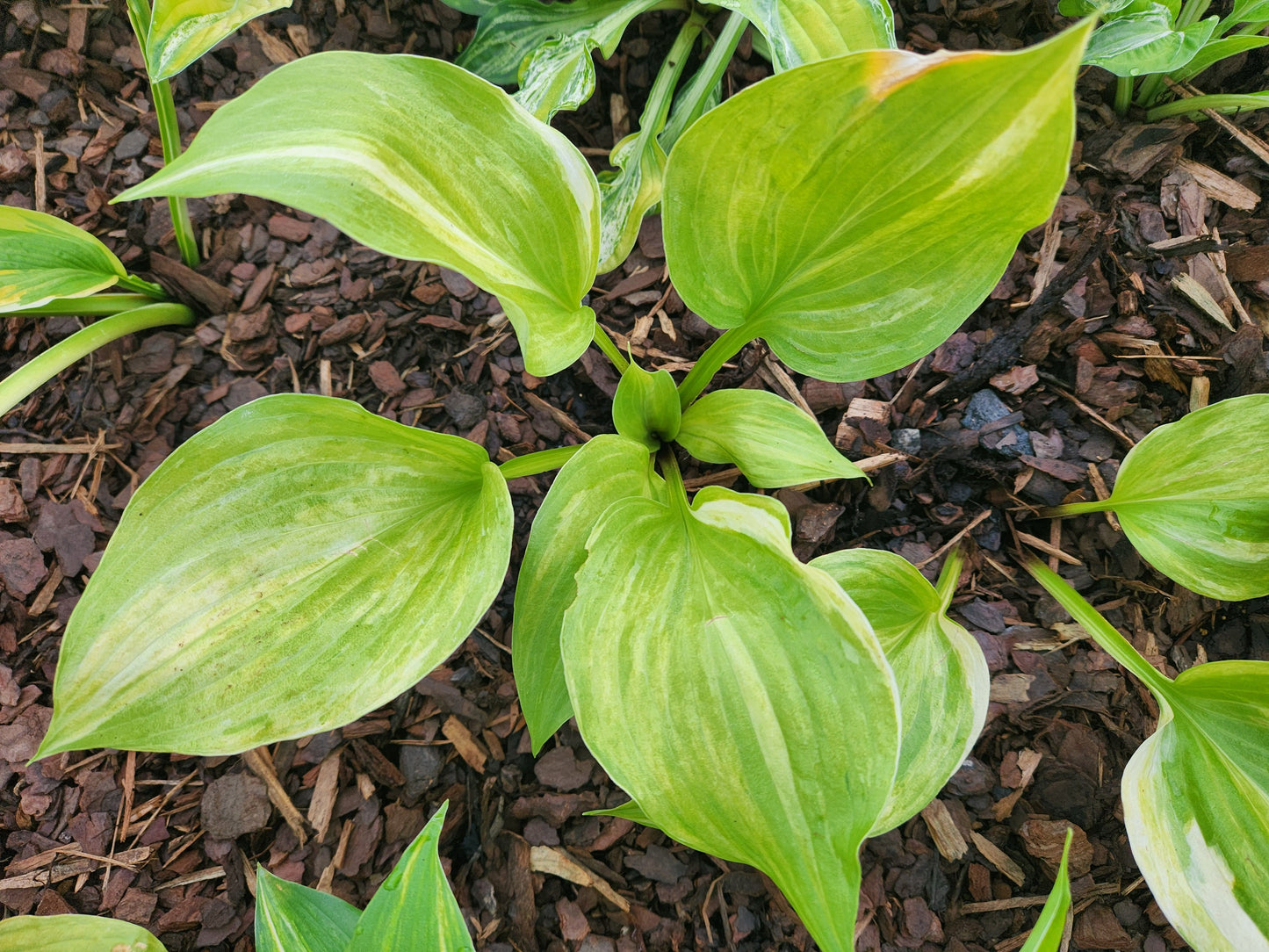 Streakin' in Wisconsin OS RH5 Hosta – Rare Tetraploid Streaked Collector Hosta