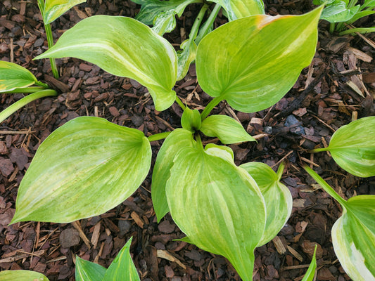 Streakin' in Wisconsin OS RH5 Hosta – Rare Tetraploid Streaked Collector Hosta