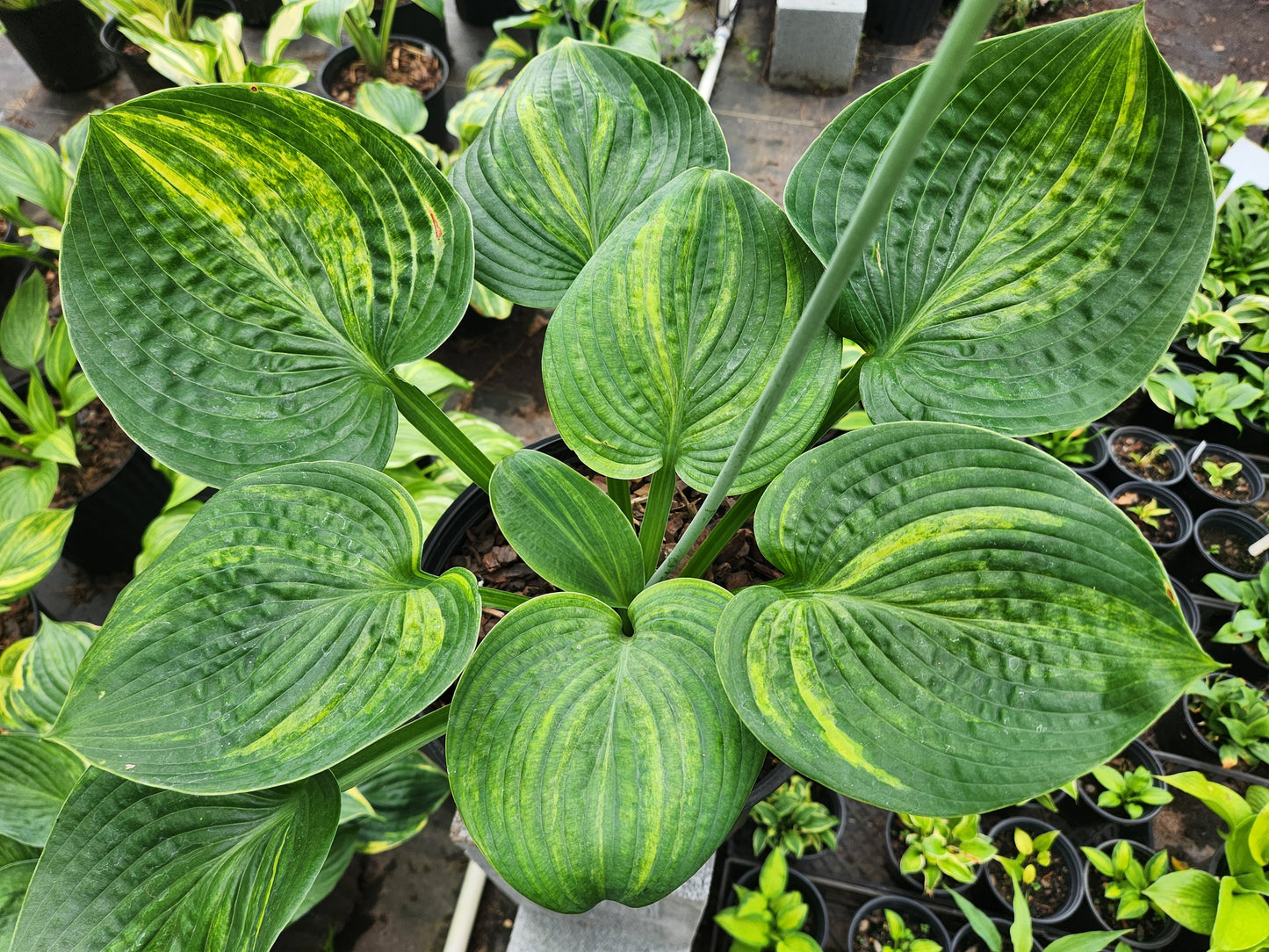 Fudge Ripple OP Seedling – Rare Streaked Hosta Seedling – Thick Leaves – Pod Fertile Collector Plant
