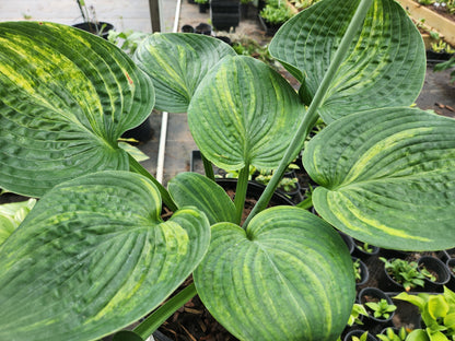 Fudge Ripple OP Seedling – Rare Streaked Hosta Seedling – Thick Leaves – Pod Fertile Collector Plant