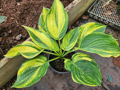 Jurassic Park Streaked OP Seedling – Outstanding Yellow Color – Rare Streaked Collector Hosta