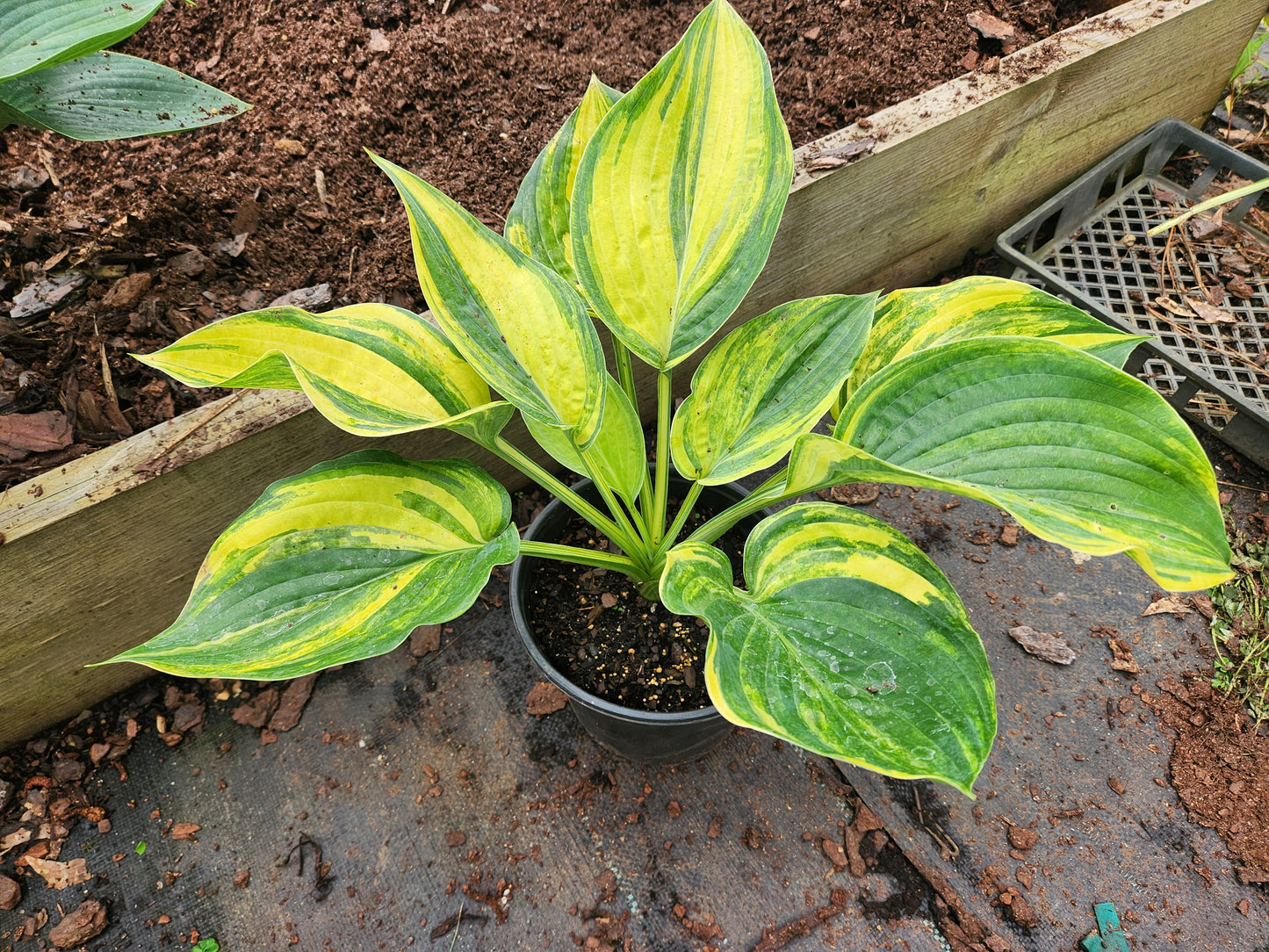 Jurassic Park Streaked OP Seedling – Outstanding Yellow Color – Rare Streaked Collector Hosta