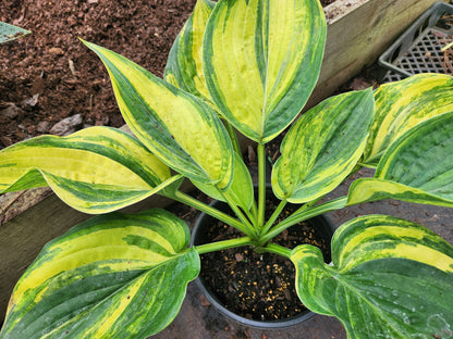 Jurassic Park Streaked OP Seedling – Outstanding Yellow Color – Rare Streaked Collector Hosta