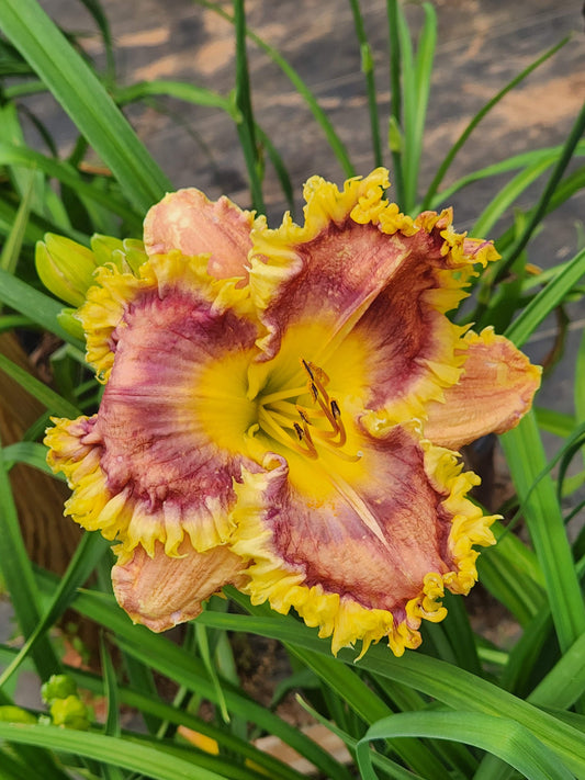 Daylily Crimson Sunrise