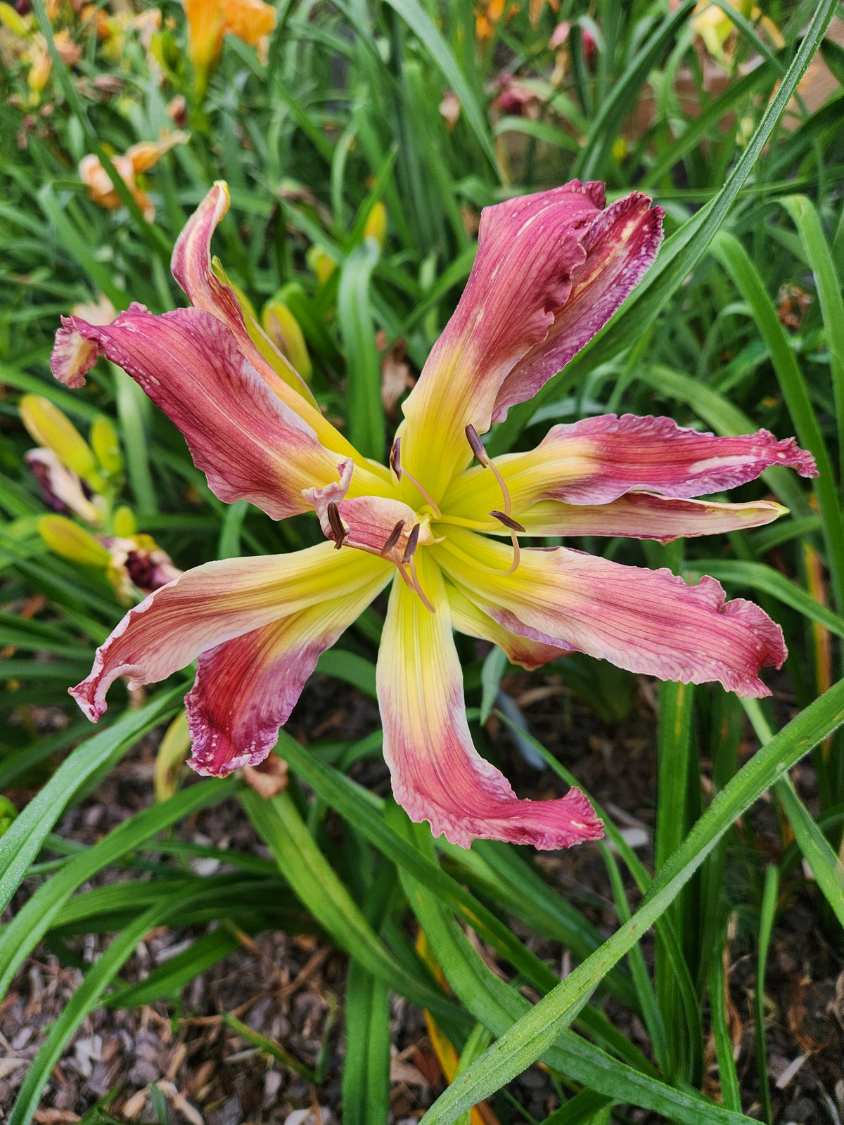 Daylily Spider Girl