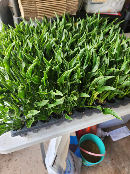 Hosta 'Praying Hands' Liner Plant – 2011 Hosta of the Year with Unique Upright Twisted Foliage