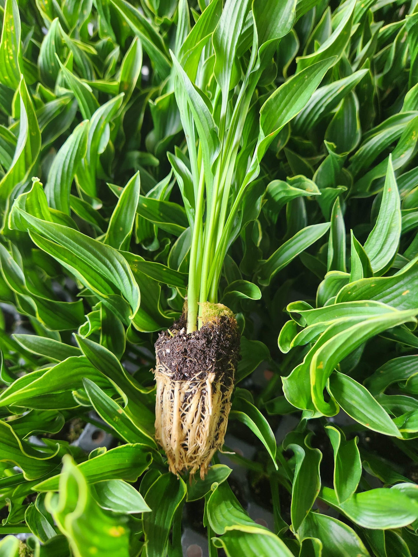 Hosta 'Praying Hands' Liner Plant – 2011 Hosta of the Year with Unique Upright Twisted Foliage