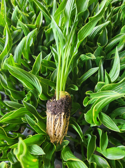 Hosta 'Praying Hands' Liner Plant – 2011 Hosta of the Year with Unique Upright Twisted Foliage