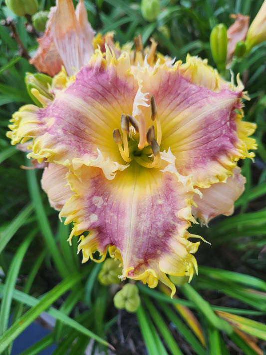 Daylily Autumntender