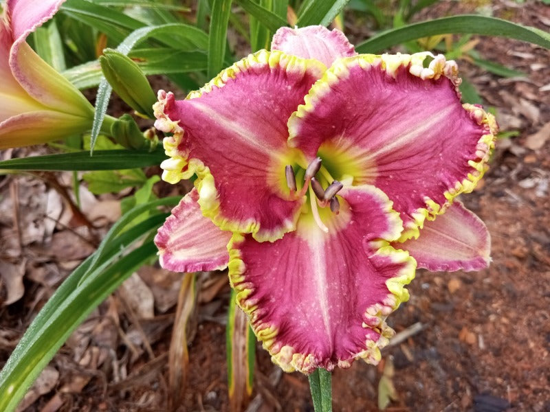 Doctor Jackson image 0