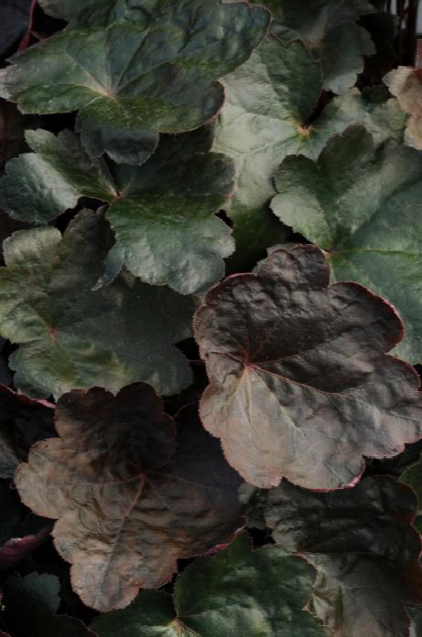 Heuchera Black Olive Qt. image 0
