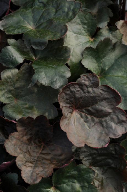 Heuchera Black Olive Qt. image 0