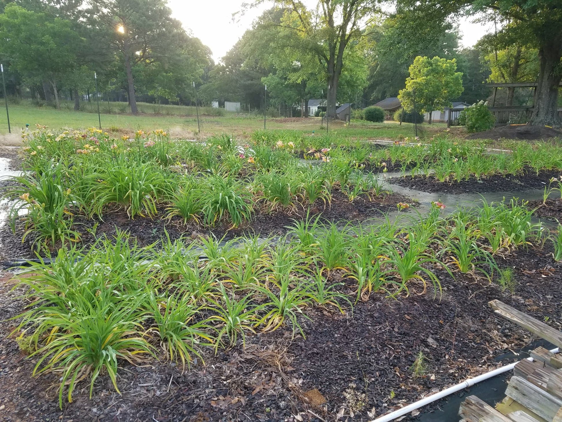 Daylily Seedlings for sale image 4