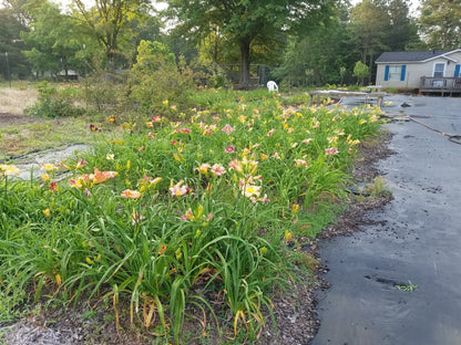 Daylily Seedlings for sale image 5