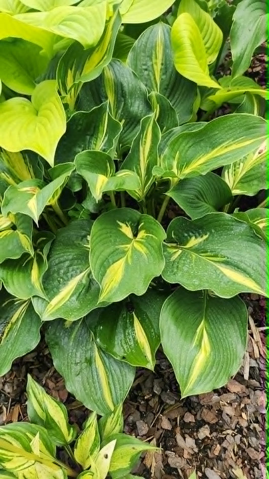 Hosta 'Lakeside Paisley Print' Liner Plant – Rare Variegated Hosta Starter Plant for Shade Gardens