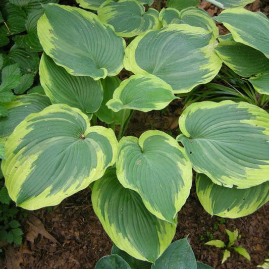 Earth Angel Qt. image 0