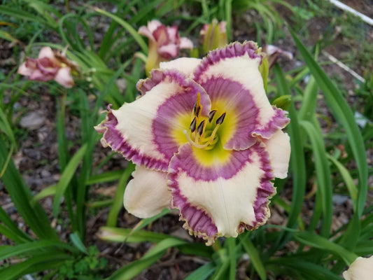 Bonibrea William The Great image 0