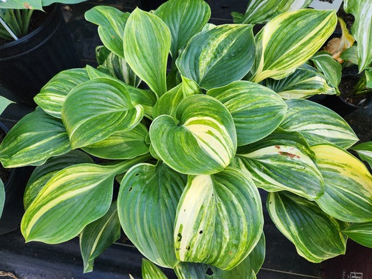 Rounded Corners OS image 0