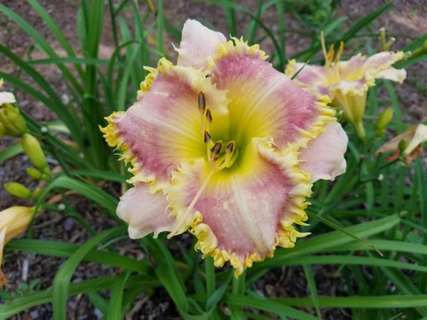 Daylily ‘Aunt Ruthie’ – Early Reblooming Tetraploid Daylily | Bentley ...