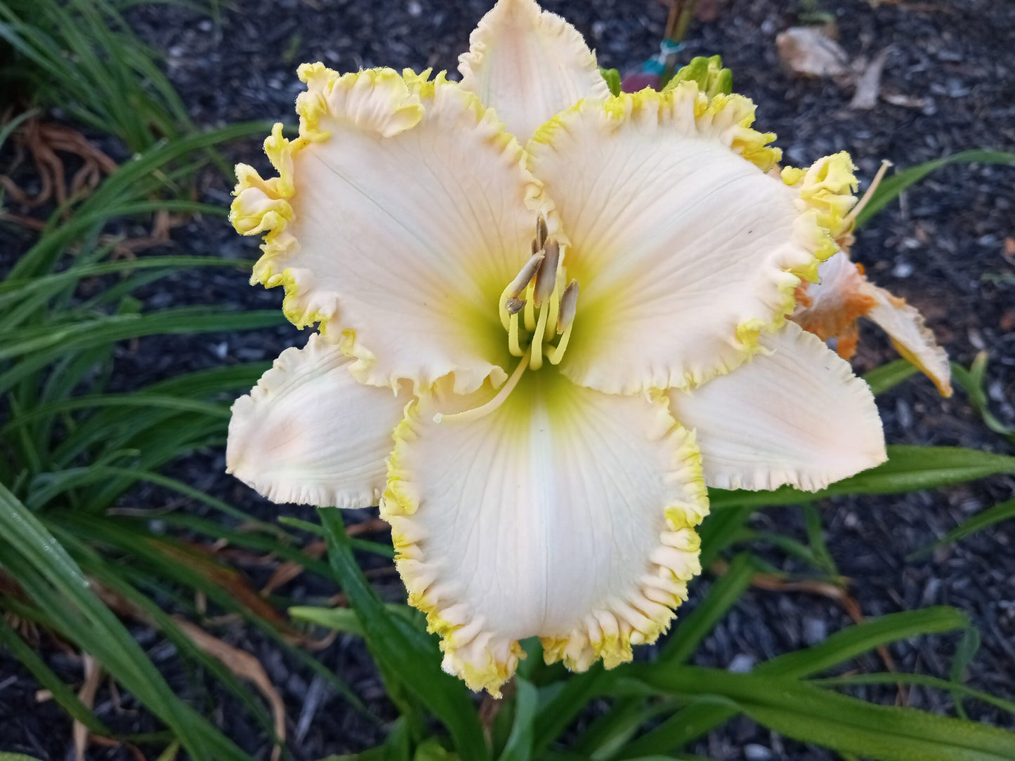 Buddy's Toothy image 0