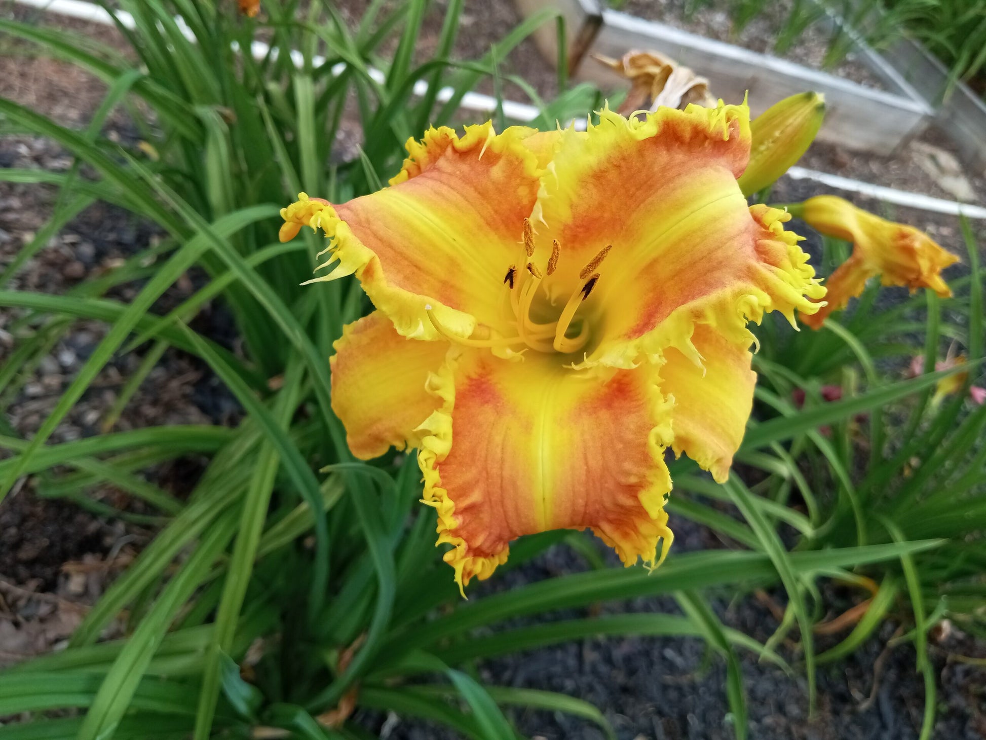 Crocodile Rock image 0