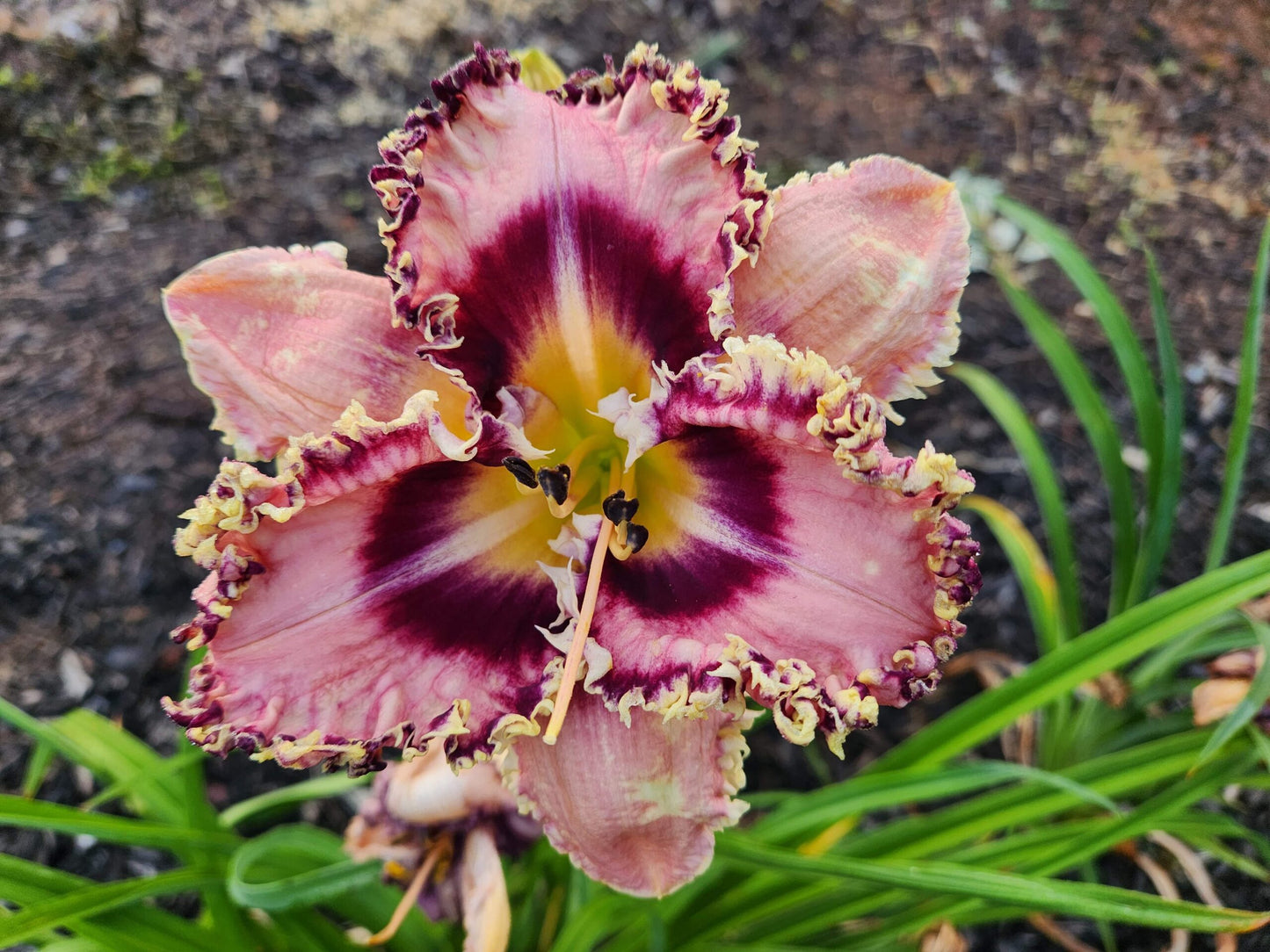 Daylily Seedlings for sale image 6