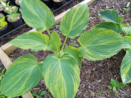 Entranced OS image 0