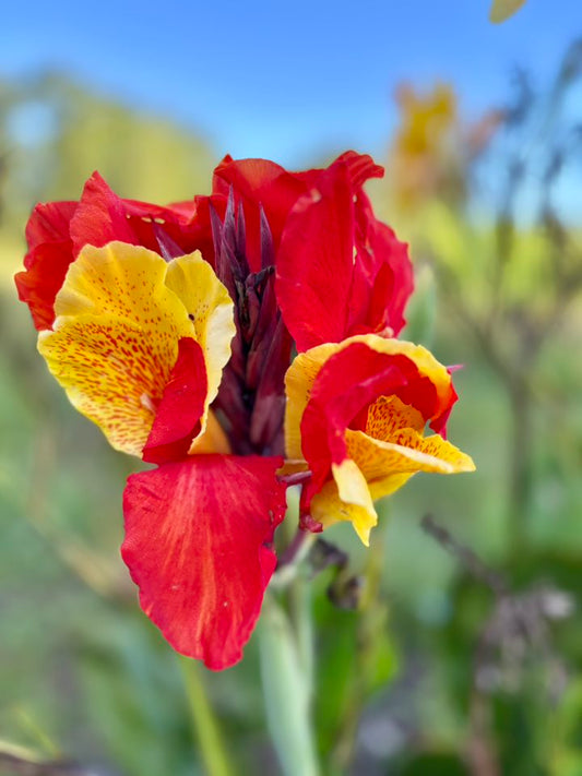 Canna Lily Cleopatra