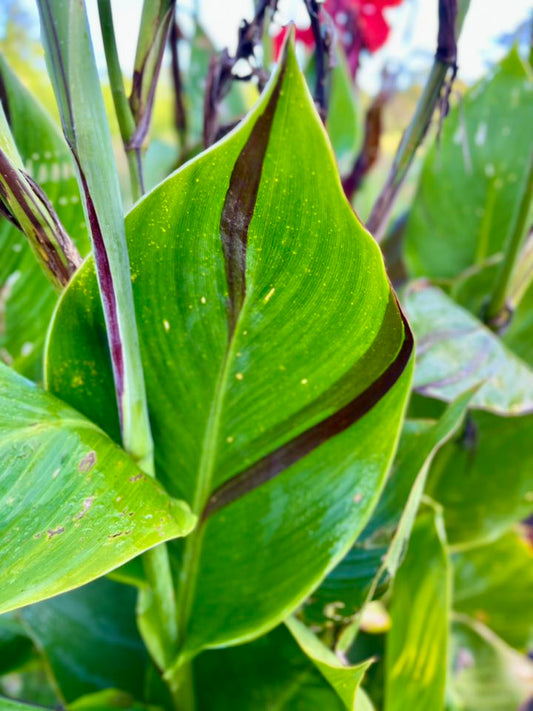 Canna Lily Cleopatra