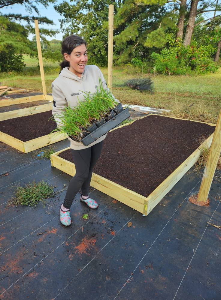Canna Lily Cleopatra