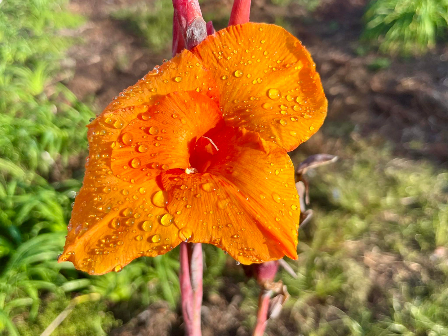 Canna Lily Bengal Tiger (Pretoria)