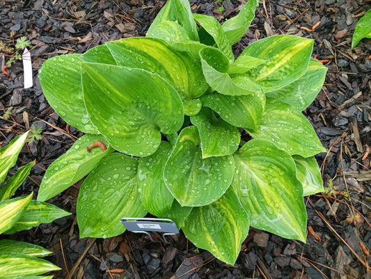 Confetti Cup image 0